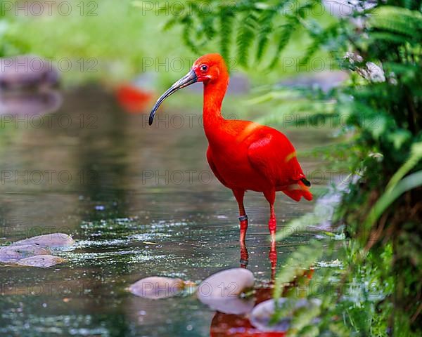 Scarlet Ibis