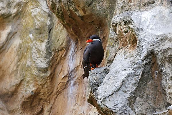 Inca Tern