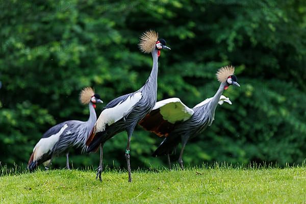 Crowned crane