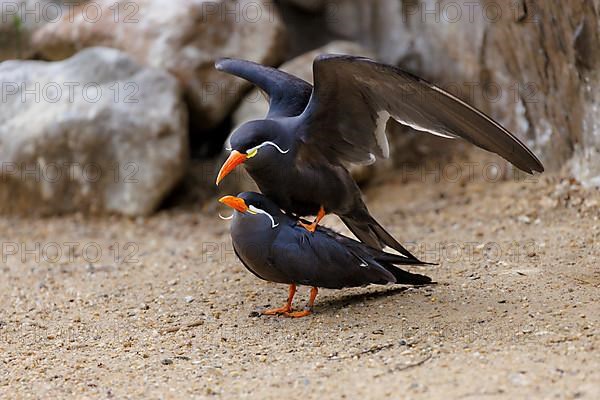 Inca Tern