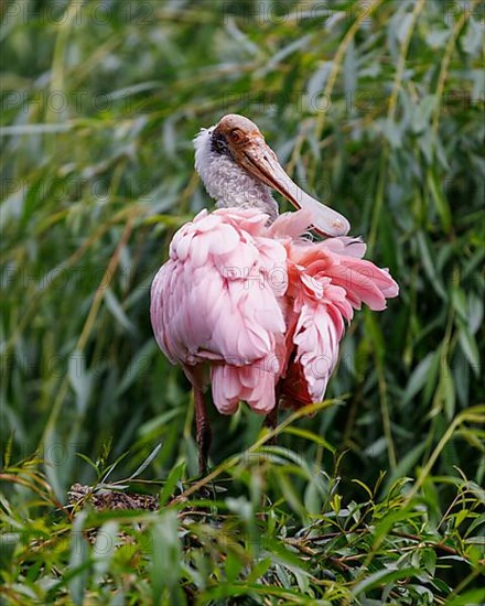 Roseate spoonbill