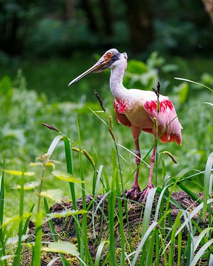 Roseate spoonbill