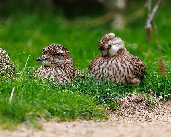 Stone Curlew