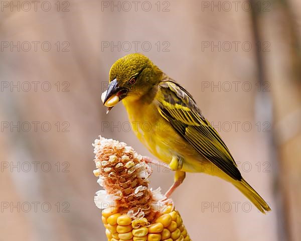 Textor weaver bird