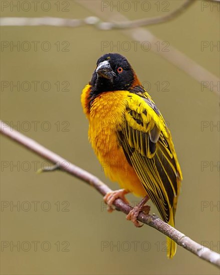 Textor weaver bird