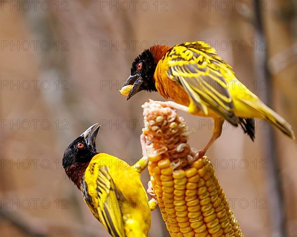 Textor weaver bird