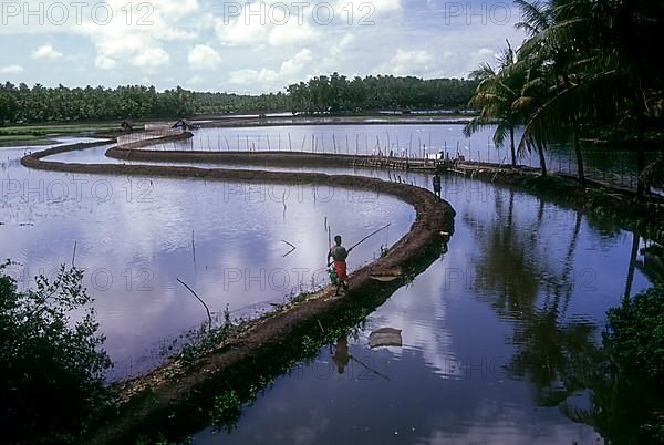 Prawn farms in the backwaters of Kodungallur