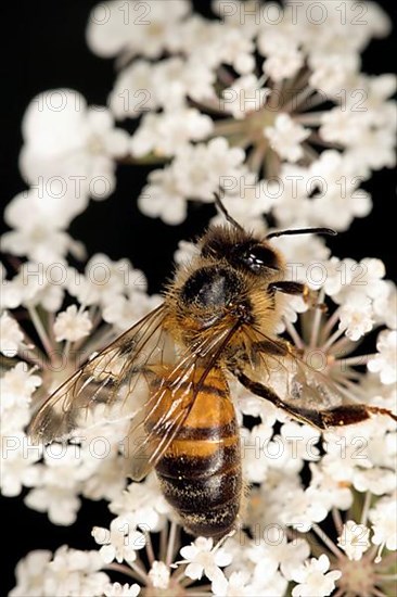 A honey bee