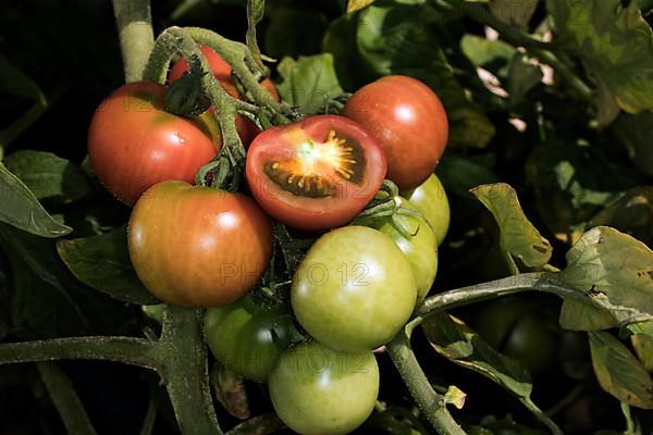 Green and red tomatoes