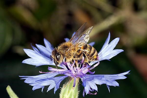 A honey bee