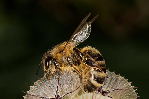 A honey bee