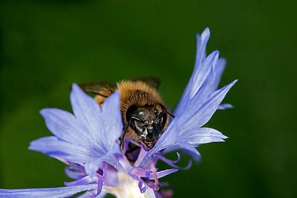 A honey bee