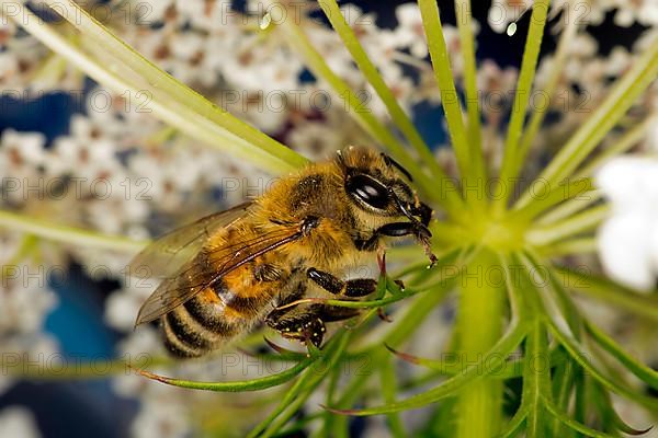 A honey bee