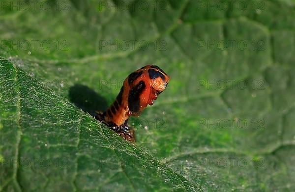 Ladybird