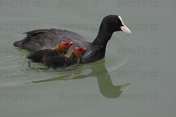 Mother common coot