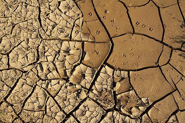 View from above of dried out soil due to drought with cracks and animal tracks in Weilbach gravel pits