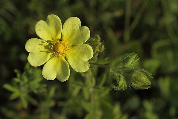 Sulphur cinquefoil