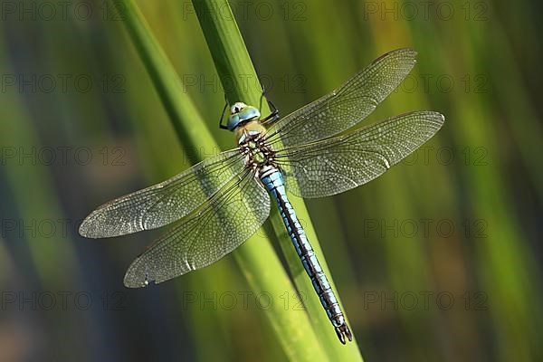 Male emperor dragonfly