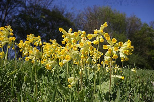 Common cowslip