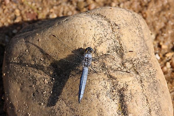 Male southern skimmer