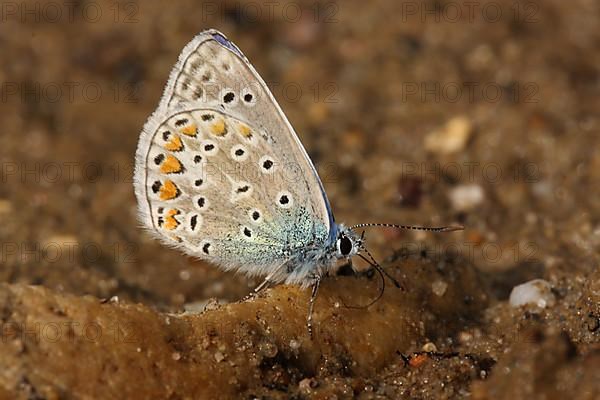 Common blue butterfly