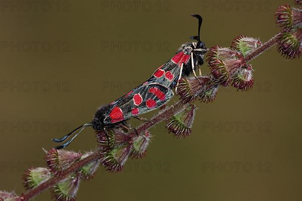 Two sainfoin