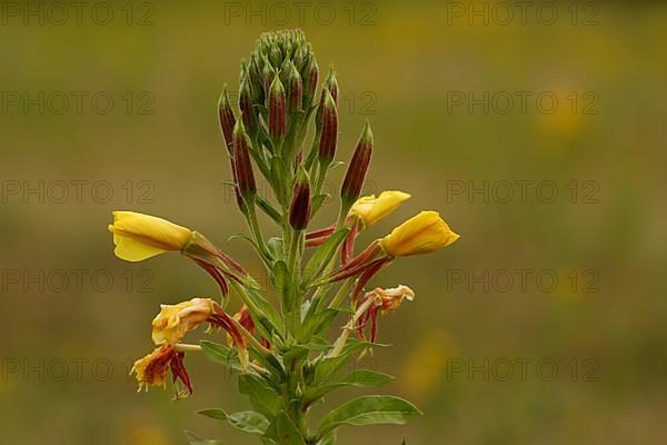 Common evening primrose