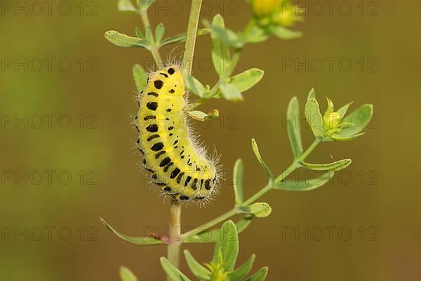 Caterpillar of the six-spot burnet