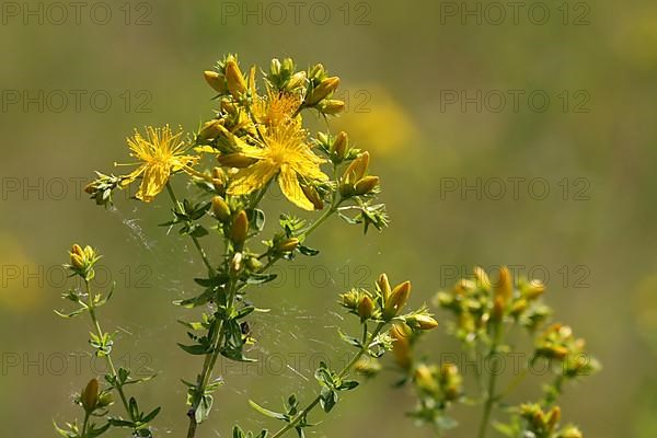 St. John's wort