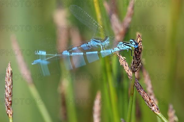 Photo art by double exposure and exposure with flash of two moving azure damselfly