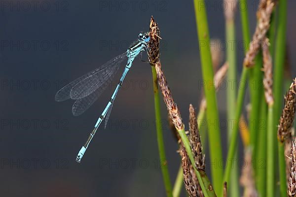 Male azure damselfly