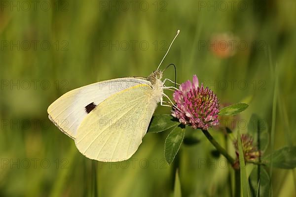 Cabbage butterfly