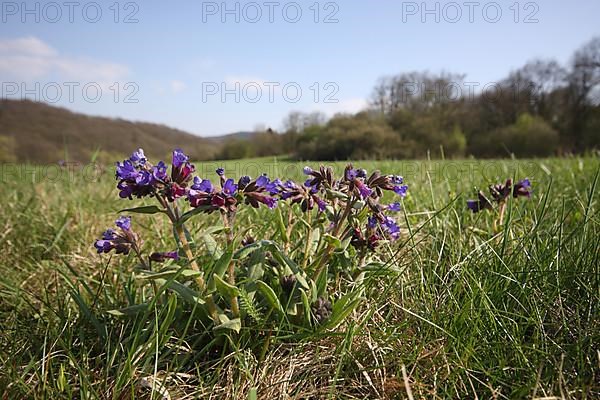 Dark lungwort