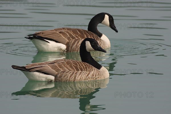 Two swimming Canada geese