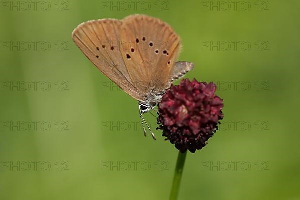 dusky large blue