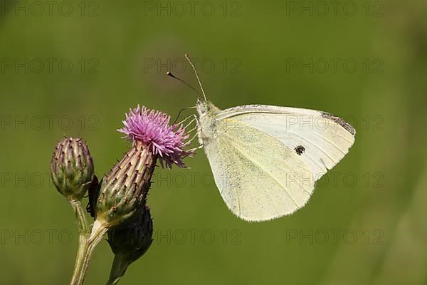 Small cabbage white