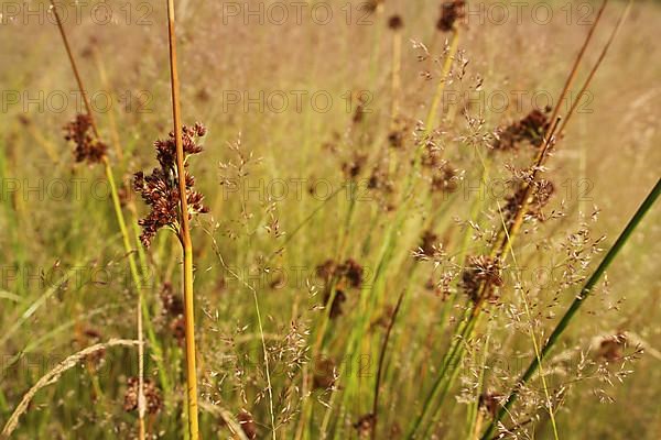 Grasses with fluttering bulrush