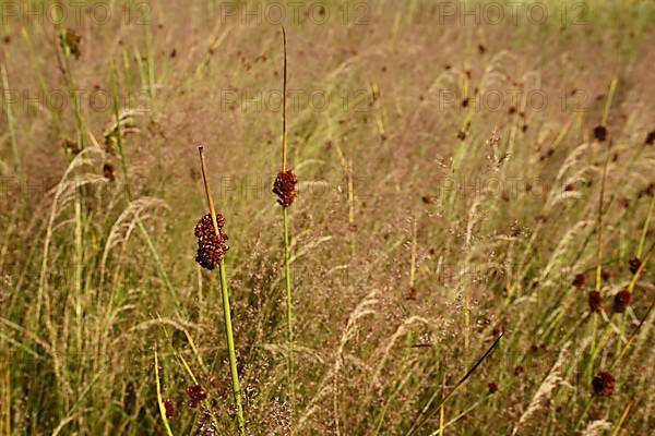 Meadow with blades of grass of fluttering rush