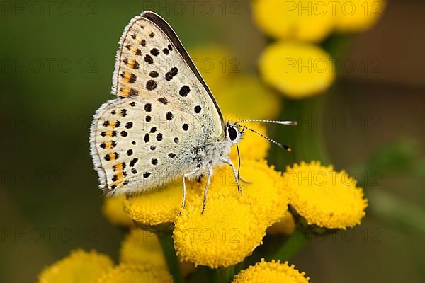 Male sooty copper