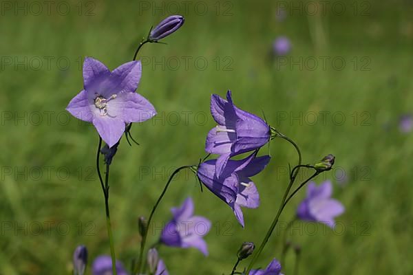 Round-leaved bellflower