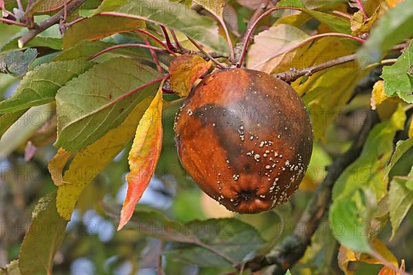 Rotten and mouldy apple tree