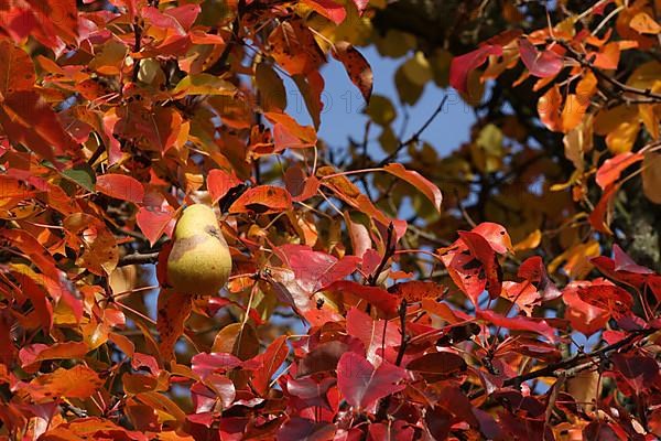 Culture pear