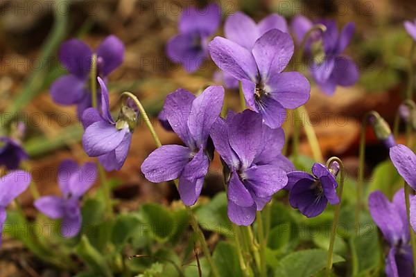 Fragrant violet