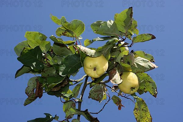 Two ripe quinces