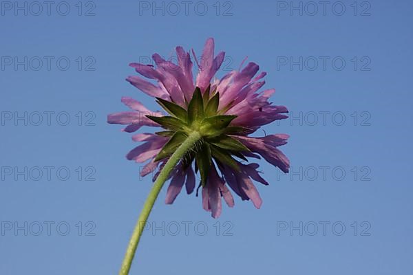 Flower of field scabious