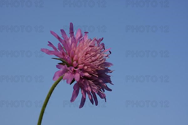 Field scabious