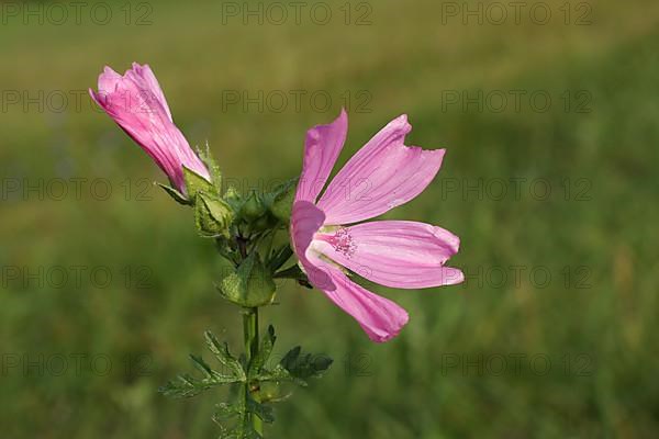 Greater Musk-mallow