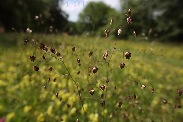 Meadow with quaking-grass