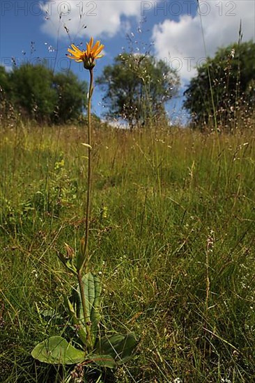 Shrub of an mountain arnica