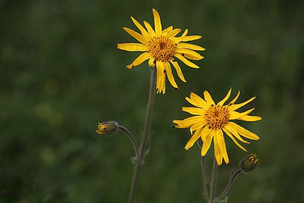 Two mountain arnica